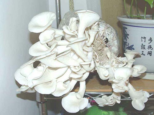 家庭種植菌2