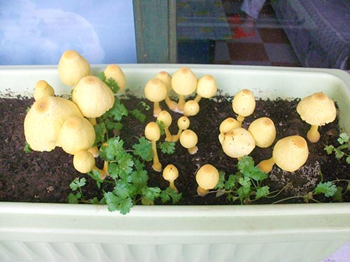 家庭種植菌3
