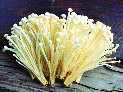 金針菇