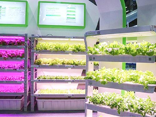 門店種菜模式