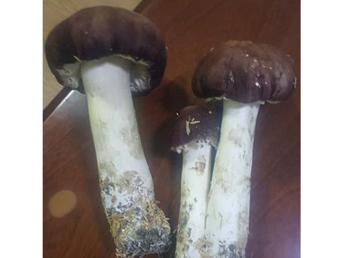 大球蓋菇