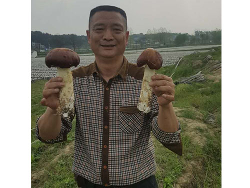 大球蓋菇