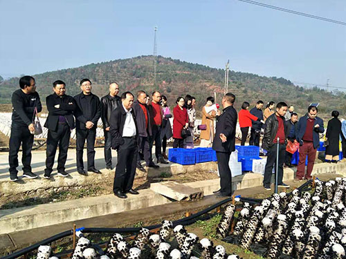 肖擁軍副市長視察公司黑木耳基地