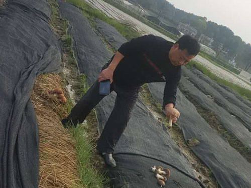 湖南神駿農(nóng)業(yè)科技發(fā)展有限公司,湖南神駿農(nóng)業(yè),神駿農(nóng)業(yè),邵陽食用菌,邵陽食用菌種植基地