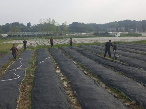 湖南神駿農(nóng)業(yè)科技發(fā)展有限公司,湖南神駿農(nóng)業(yè),神駿農(nóng)業(yè),邵陽食用菌,邵陽食用菌種植基地